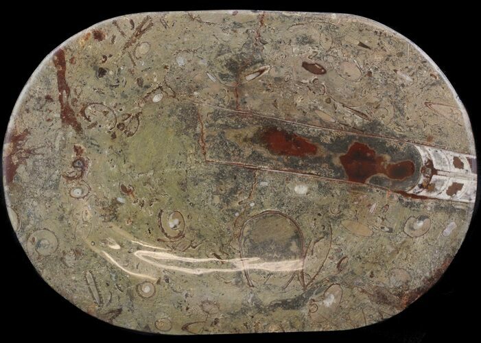Fossil Orthoceras & Goniatite Plate - Stoneware #51421